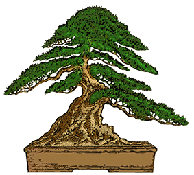 South Australian Bonsai Society